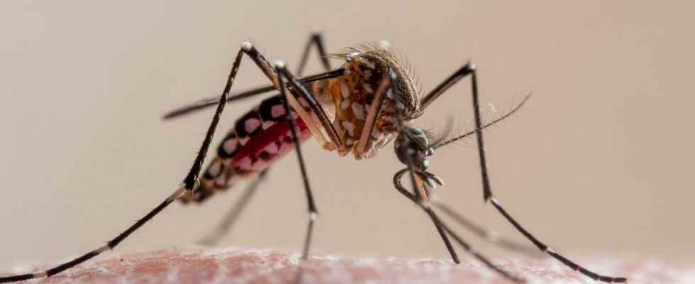 Dengue fever five confirmed cases in France