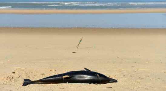 Dolphin victims of fishing An unprecedented increase in mortality this