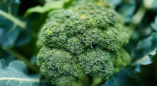 Due to global warming some broccoli could be mistaken for