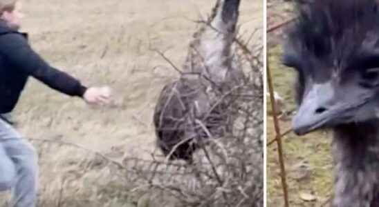 Emu on the run in Ronneby