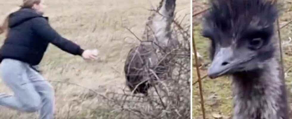 Emu on the run in Ronneby