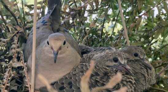 Join the Great Backyard Bird Count