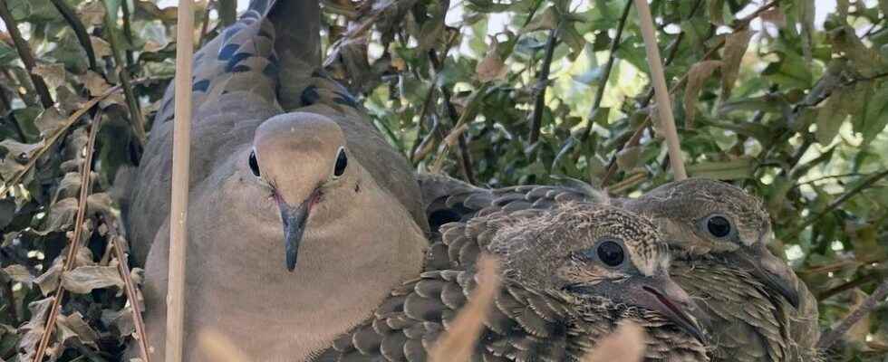 Join the Great Backyard Bird Count