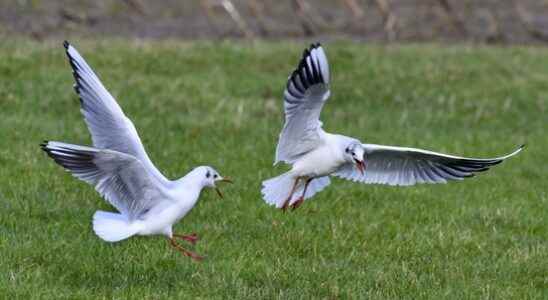 More and more dead black headed gulls with bird flu in