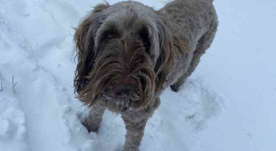 New dog park opens in Brantford this week