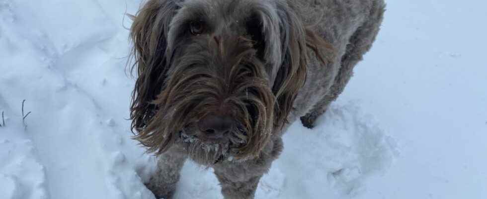 New dog park opens in Brantford this week