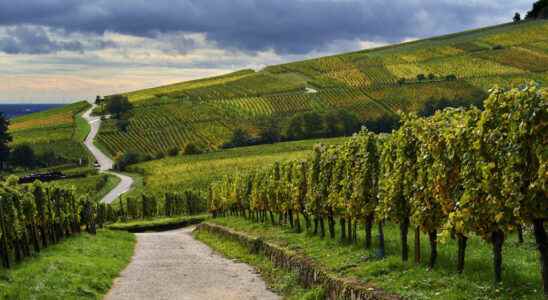 Paris capital of the wine world