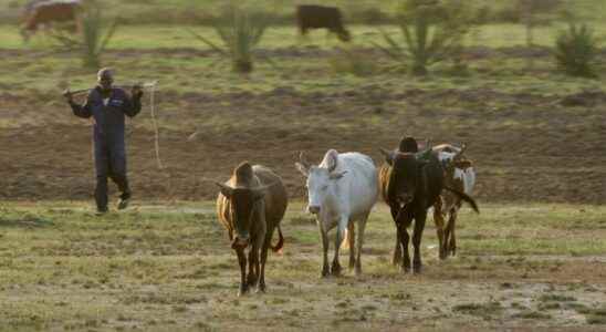 President William Ruto wants to disarm ranchers