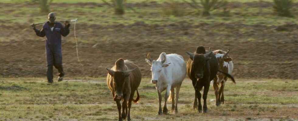 President William Ruto wants to disarm ranchers