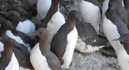 Seabirds threatened by heat waves