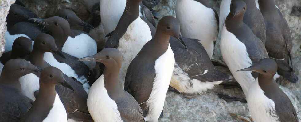 Seabirds threatened by heat waves