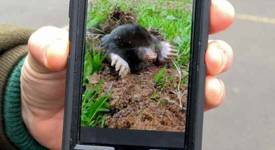 Spotting heaps at the national mole count He cannot cross