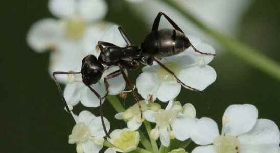 The most talked about discovery of scientists Ants can smell