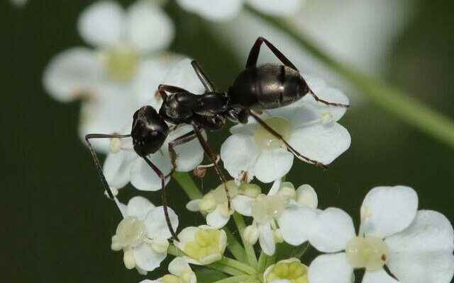 The most talked about discovery of scientists Ants can smell