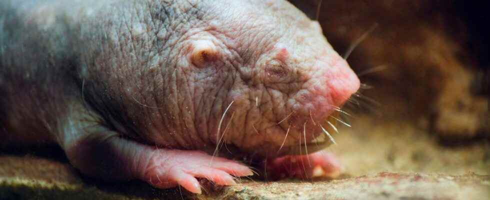 The naked mole rat at the origin of new treatments against