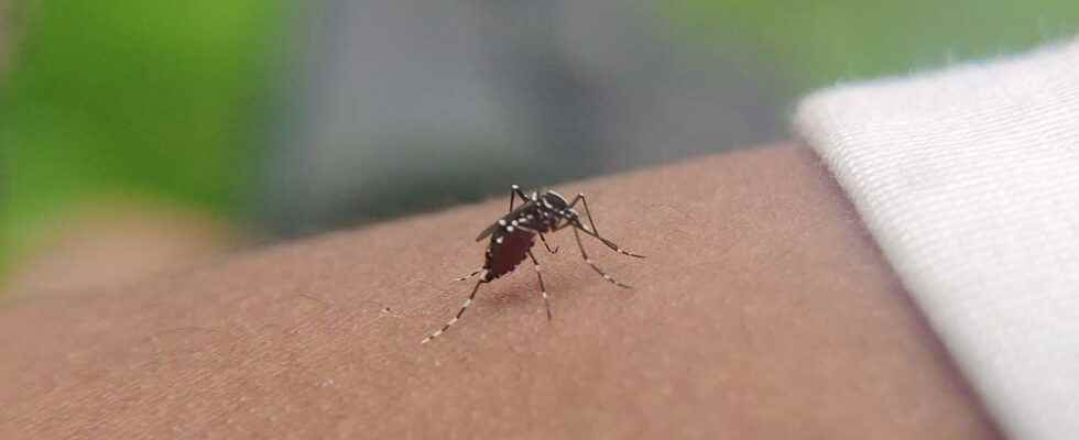 Tiger mosquito should we fear a dengue fever epidemic in