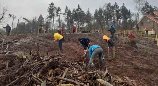 Tree planting day in Leersum for Lombok forest recovery It