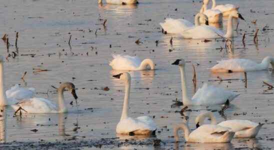 Tundra swans spotted at Lambton Heritage Museum