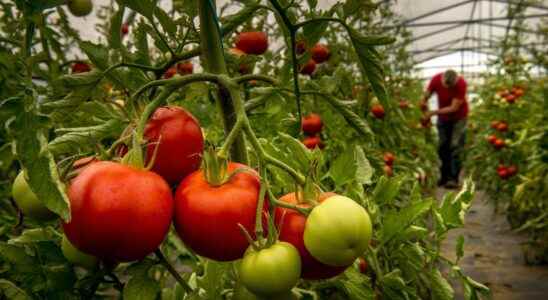 United Kingdom why do supermarkets have to ration certain fruits