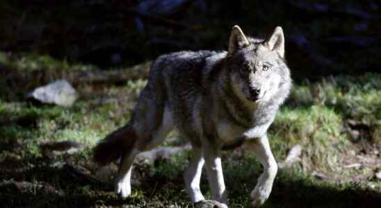 Were wolves helped to cross the Rhone Valley Why this