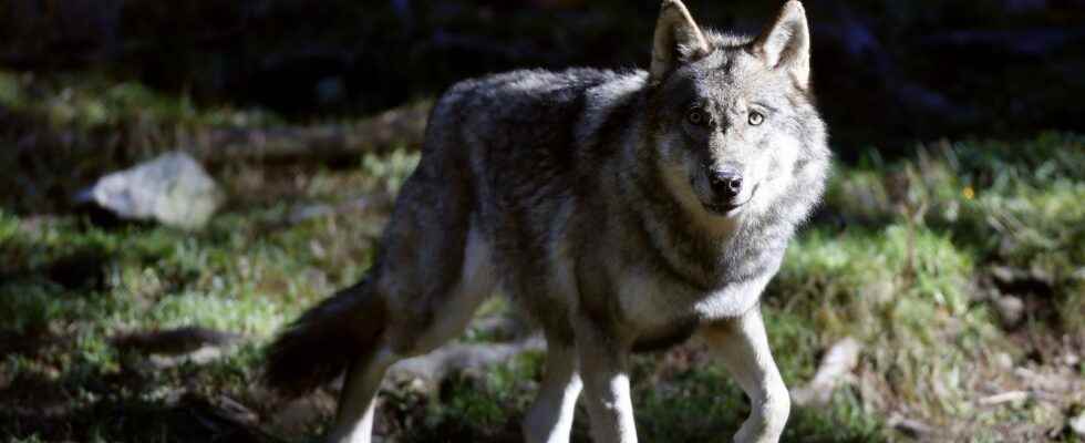 Were wolves helped to cross the Rhone Valley Why this