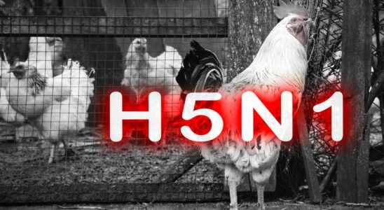 What is influenza A H5N1