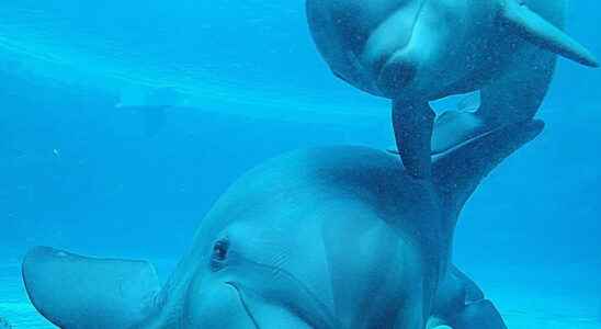 Wild Planet birth of 2 baby dolphins