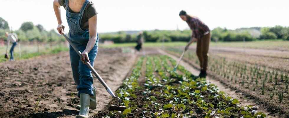 Women have a strong persuasive potential to promote sustainable agriculture