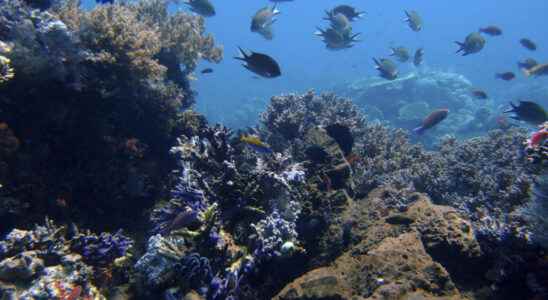 World Ocean Summit leading marine economics conference opens in Lisbon