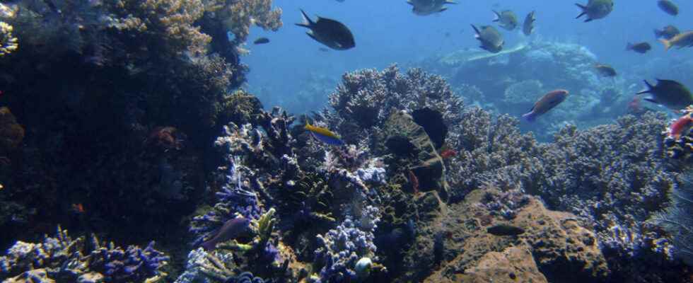 World Ocean Summit leading marine economics conference opens in Lisbon