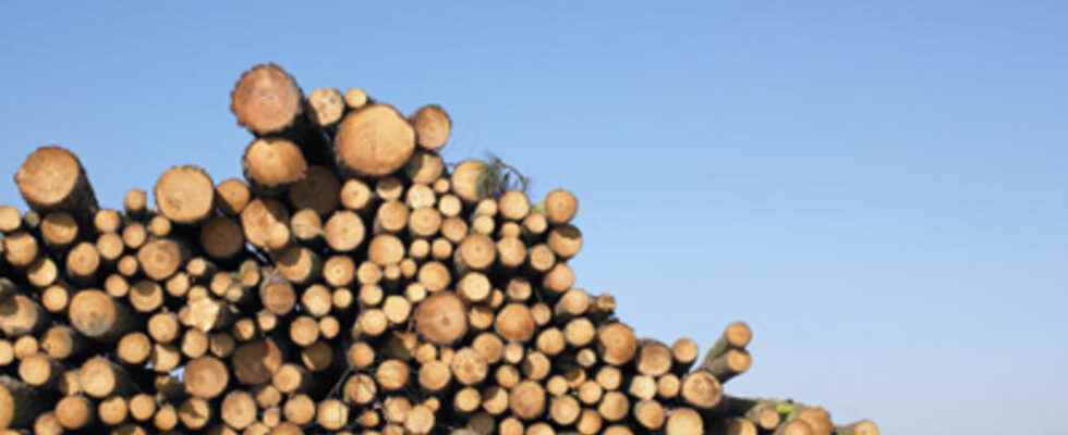 the ban on the export of logs is debated