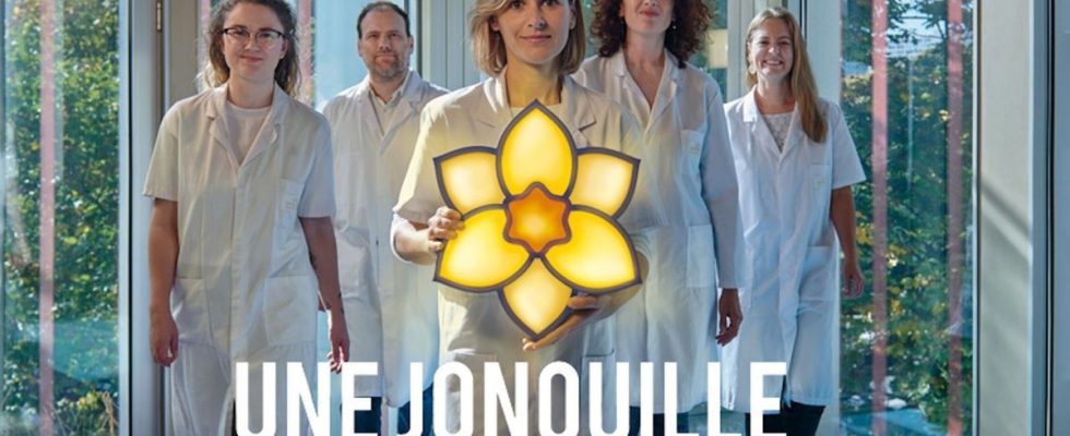 A daffodil against cancer the Institut Curie launches its campaign