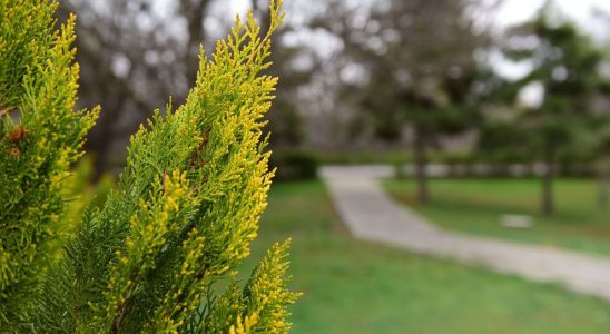 Allergy to cypress pollen high risk in the south of