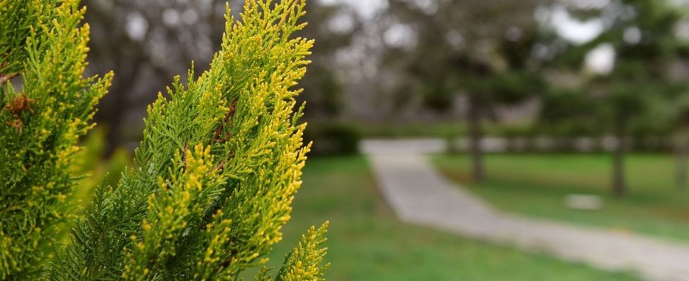 Allergy to cypress pollen high risk in the south of