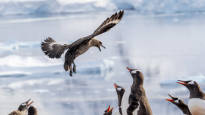 Bird nests completely failed in the most important nesting areas