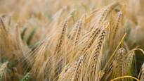 Brazil approved the cultivation of genetically modified wheat