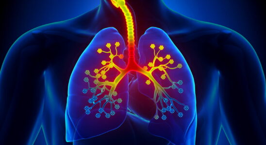 Bronchioles definition diagram what role