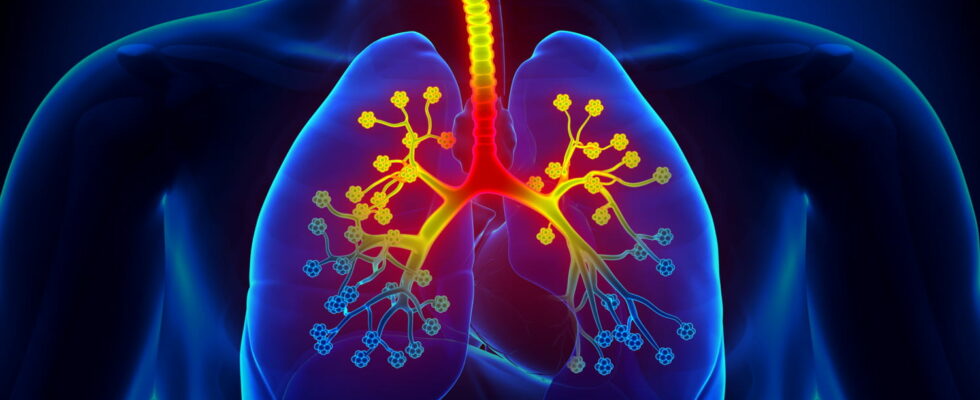 Bronchioles definition diagram what role