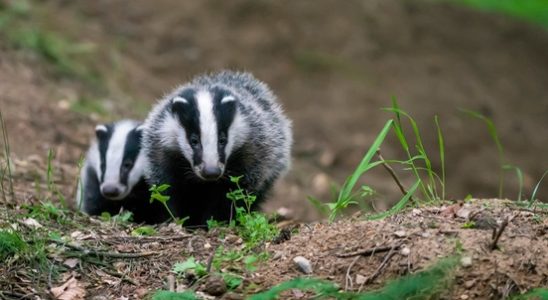 Burrowing badgers cause delays on the track from Utrecht to