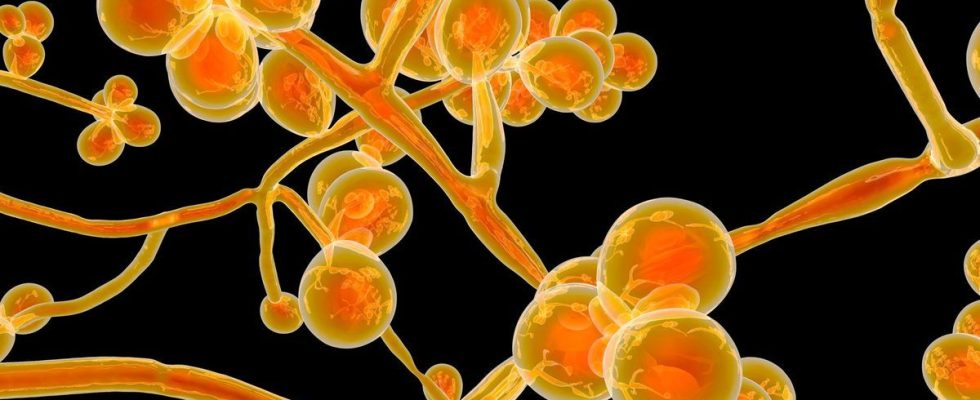 Candida auris this fungus that threatens the United States