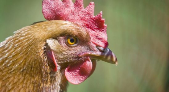 Chatham Kent launches survey on idea of ​​urban backyard chickens