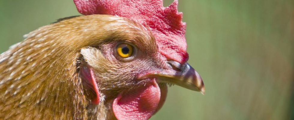 Chatham Kent launches survey on idea of ​​urban backyard chickens