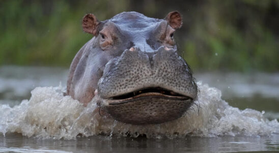 Colombia wants to give Pablo Escobars hippos to India and