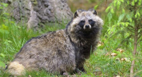 Covid 19 the enigma of origins what if raccoon dogs were