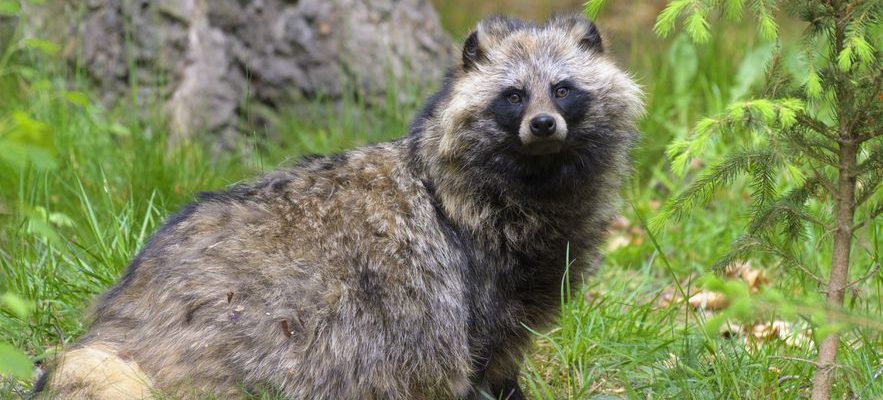 Covid 19 the enigma of origins what if raccoon dogs were