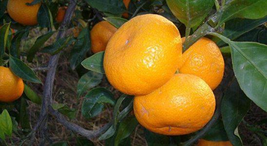 Do not eat tangerines like this Risk of appendicitis