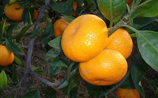 Do not eat tangerines like this Risk of appendicitis