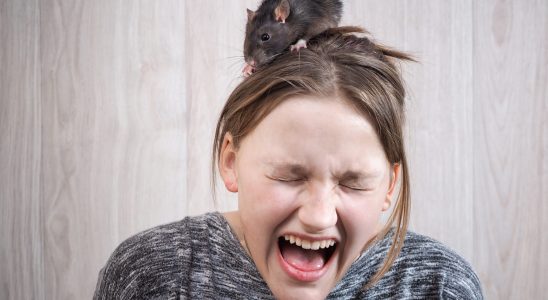 Fear of mice name origin get rid of it