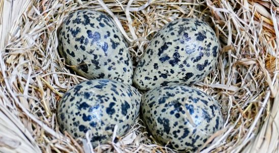 First lapwing egg of the province of Utrecht found in