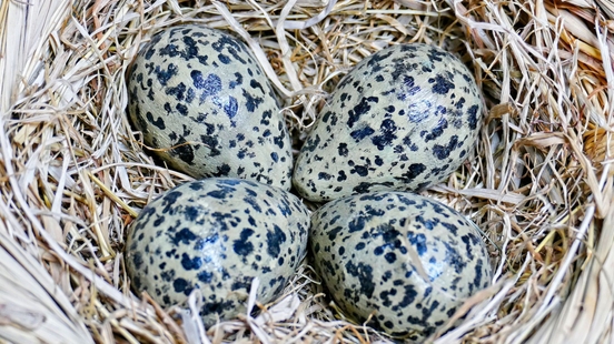 First lapwing egg of the province of Utrecht found in